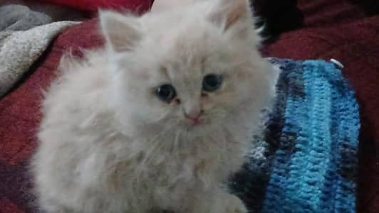 persian kitten
