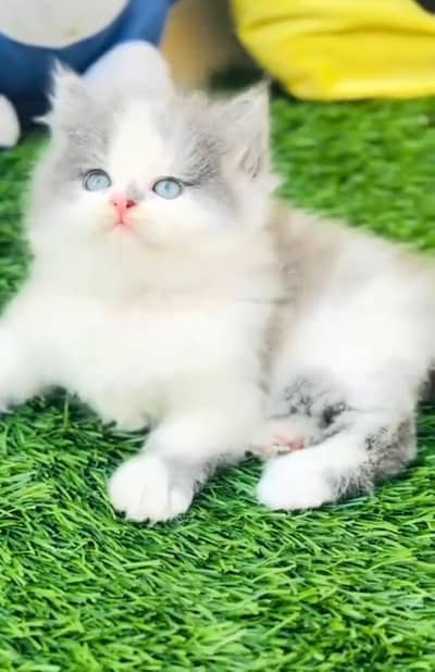 Punch face kitten for sale   WhatsApp, 03126762031