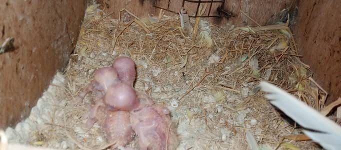 love bard breadr piar only call 03006609058