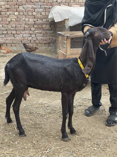 Pure Desi Nagra Breed