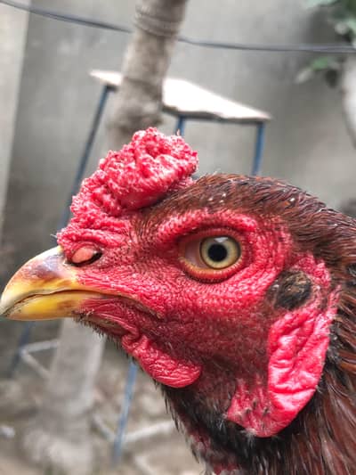 Red Lakha murga patha cross , breed ky liye ready