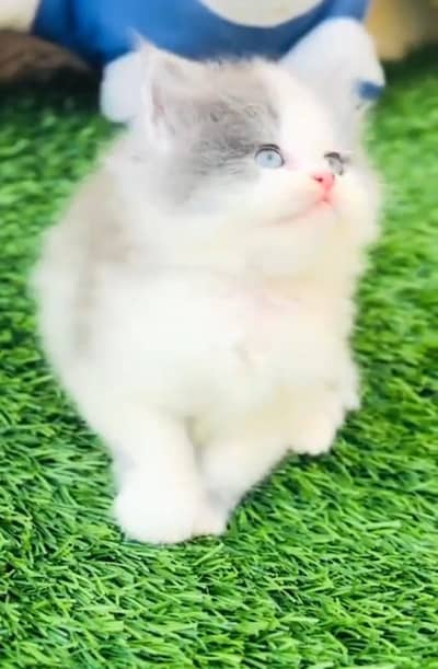 Persian cat kitten for sale. My WhatsApp 03126762031