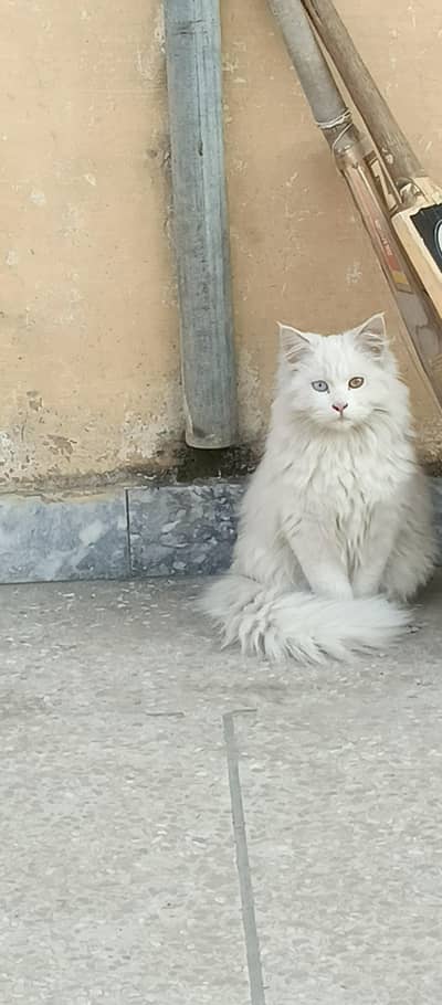 persian 2male sell krne hn double coted hn