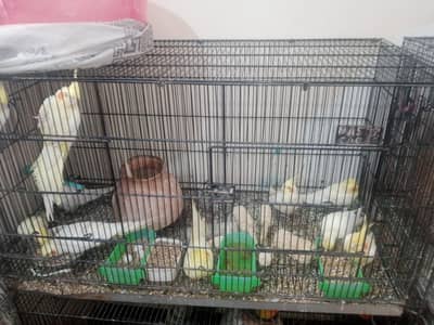 white cockatiels