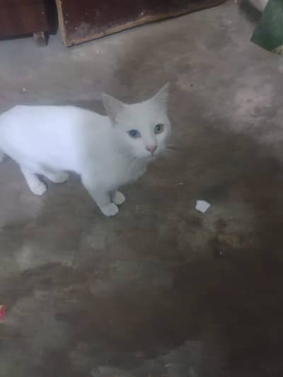 van male cat colour wight