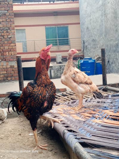Aseel beautiful pair for Sale 03089179667