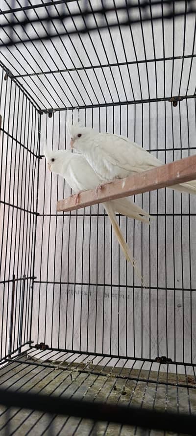 2 pairs and 1 extra male