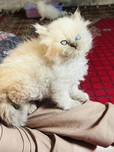 Persian&himllayn