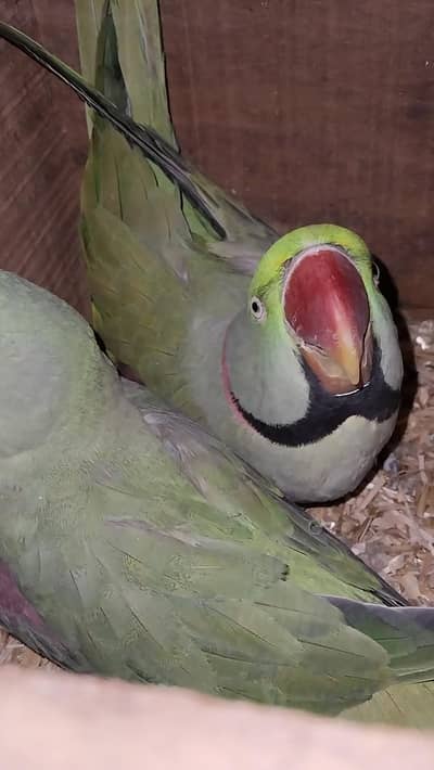 4 Raw Breeder pairs 34500 pair prise