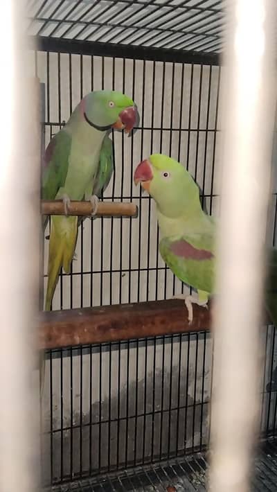 4 Raw Breeder pairs 34500 pair prise