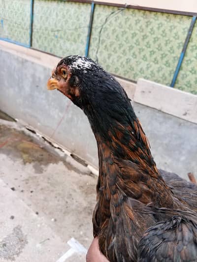 sandhi aseel female for sale