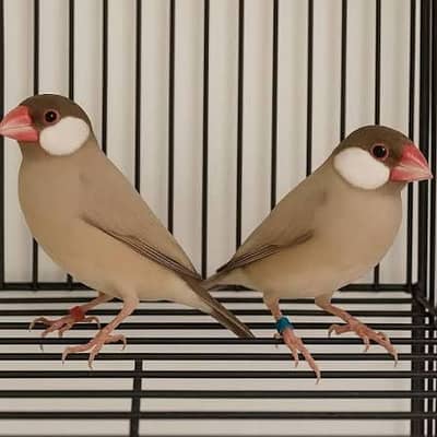 Big offer read description