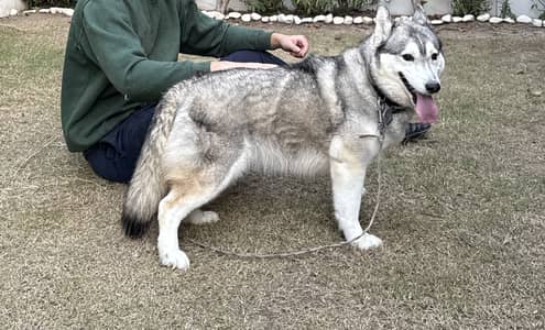 Siberian husky