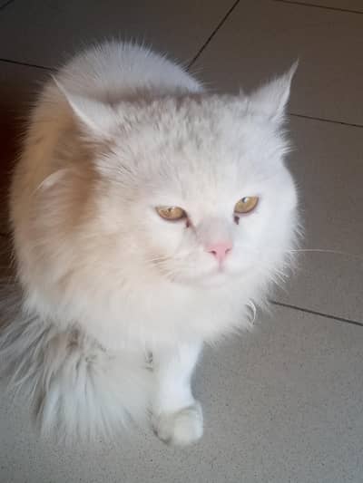 TRIPLE COATED WHITE PERSIAN CAT