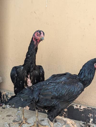 Full healthy and active