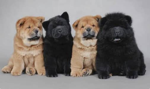 CHOW CHOW PUPPIES/ IMPORTED CHOW CHOW PUPPIES BREED