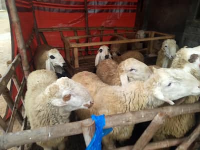 6mundray 5 Desi chatray 03269732788