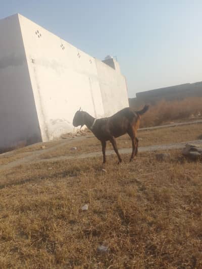 Goat for sell