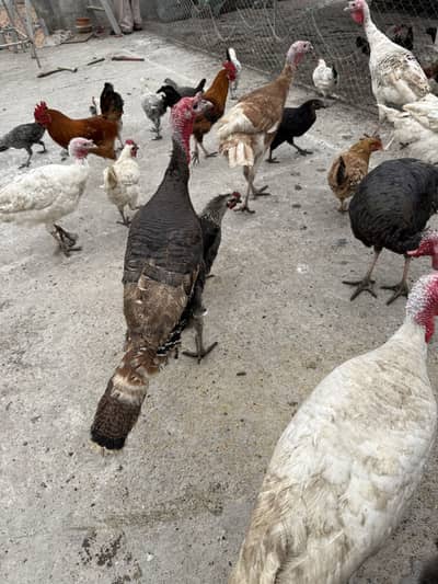 Male turkey birds available 10 months