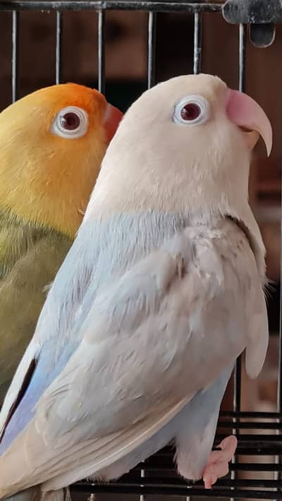 HIGH QUALITY LOVE BIRD PAIRS