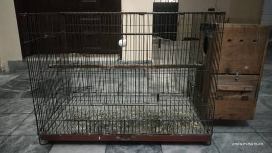 Strong Iron Cage for Raw, Kashmiri and Ring Neck with Breeding box