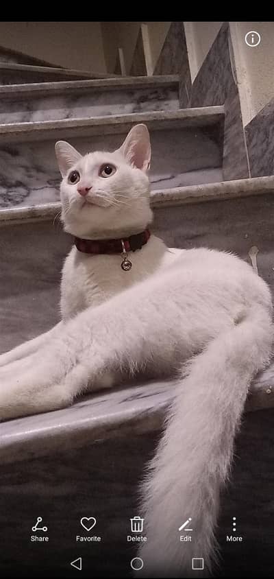 white cat, with brown eyes healthy cat