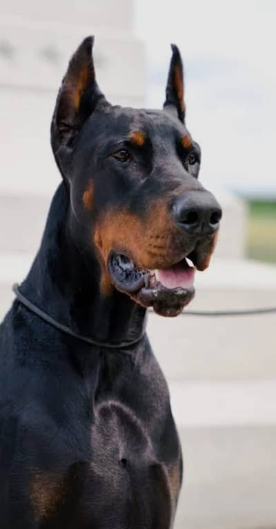DOBERMAN DOG / IMPORTED BLOODLINE