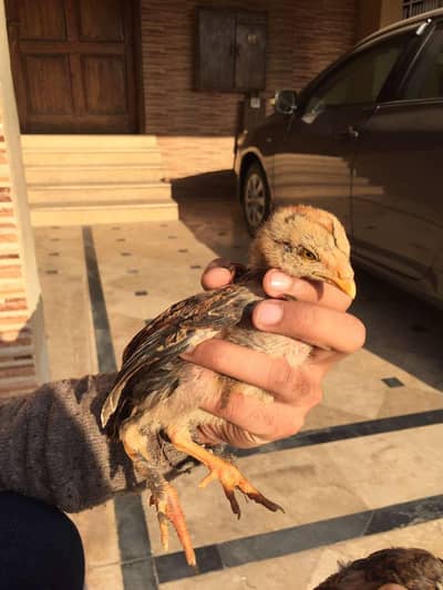 lasani bloodline aseel chicks