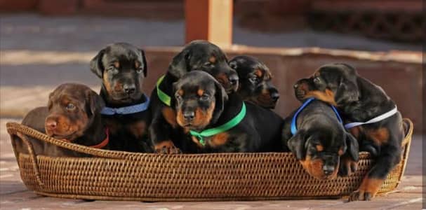 DOBERMAN PUPPIES/ IMPORTED DOBERMAN PUPPIES