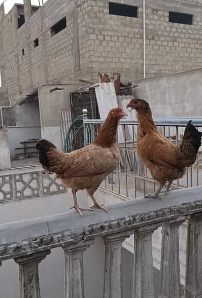 Misri Murghiyan | Murghi | Murgha | Hens