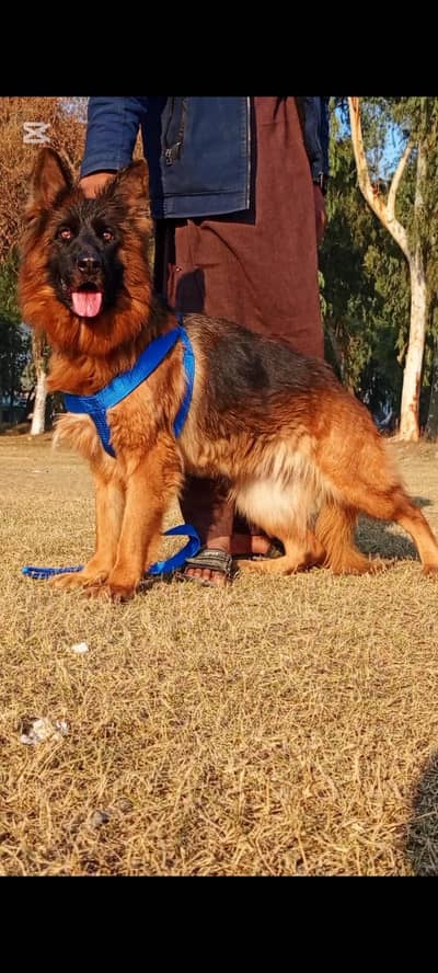German Shepherd female 16 months for sale