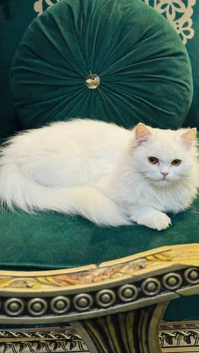 Persian cat