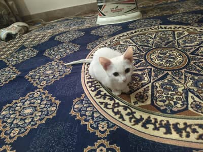 Single Cote Persian cat for sale in Multan