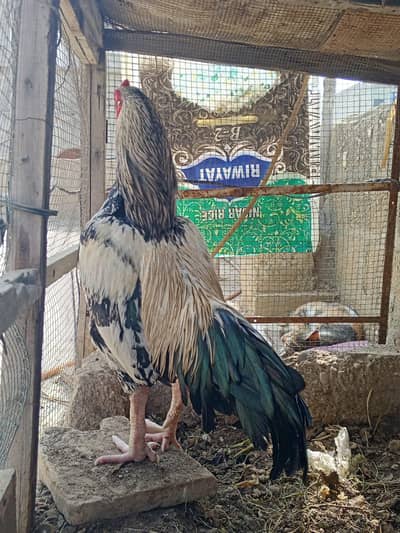 Aseel murgha for sale