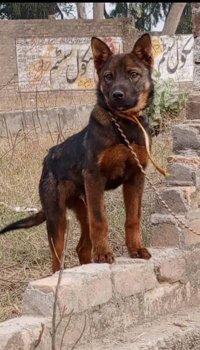 Alsatian mail 3 months for sale