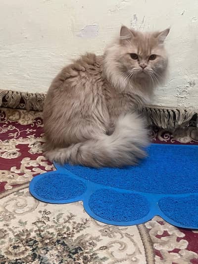 Pair of Persian Cats