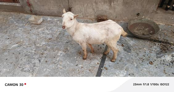 Gulabi teddi bakra for sale