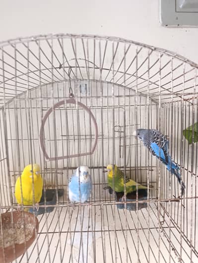 Healthy & Beautiful Budgies for Sale – Available