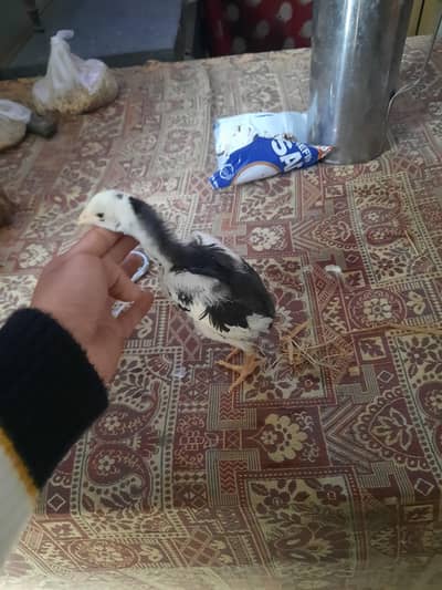 Black King o shamo 15 days old