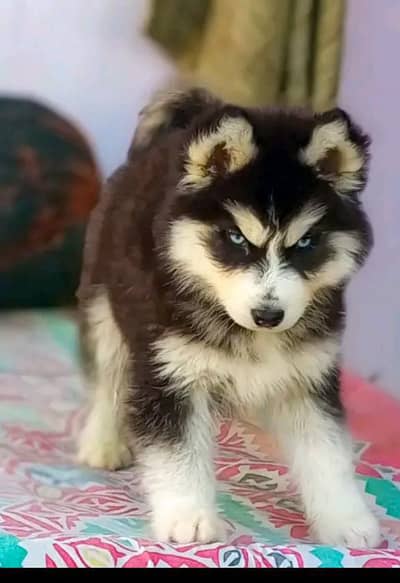 Siberian husky puppy for sale
