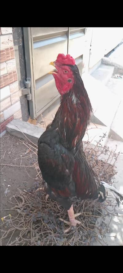 jagheri aseel for sale