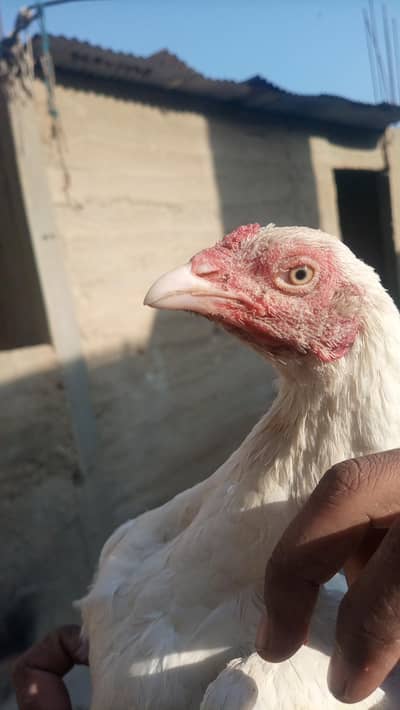 Aseel pair Paper white old bloodline