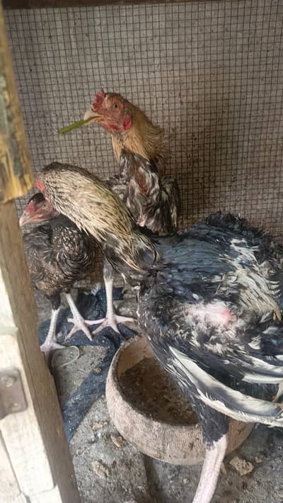 سب ایکٹو ہیں کسی قسم کی بیماری نہیں ہے