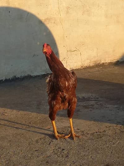 Aseel other for sale