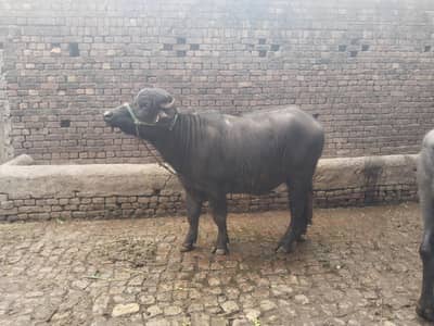 katta 2 lac 80 hazar