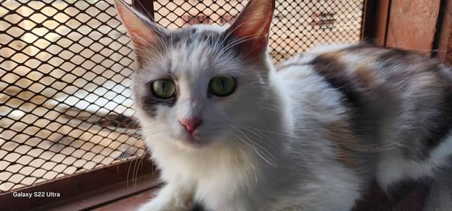 litter trained very playful cat