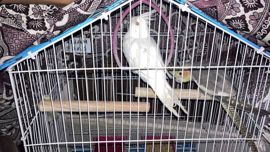 2 cocktail with cage hand tame