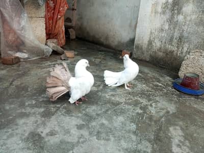 Love birds, Pigeon Pair & Australian for sale