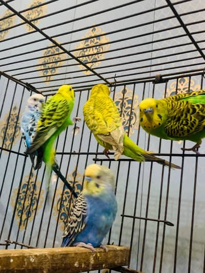 AUSTRALIAN BUDGIES BREEDER