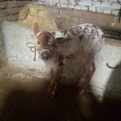 tazi cow for sale